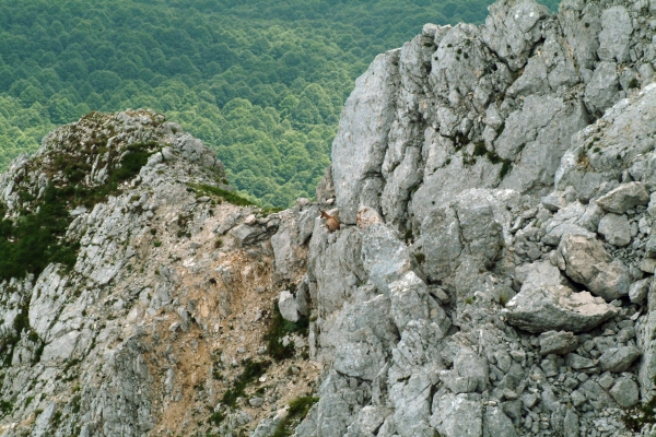 Camoscio d''Abruzzo Rupicapra pyrenaica ornata